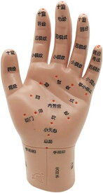 鍼灸ハンドモデル 15cm 子供用鍼灸ハンドモデル 経絡マッサージ指導用人形マッサージハンド練習ハンドモデル