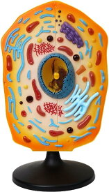 細胞解剖学モデル 教育モデル 顕微鏡 標本 研究用 拡大 細胞構造モデル 医療モデル 動物