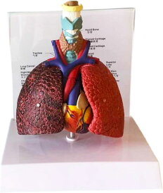 人間の肺モデル 解剖学的 呼吸器系モデル 実物大 肺モデル 研究用 肺解剖学的モデル 教育ツール