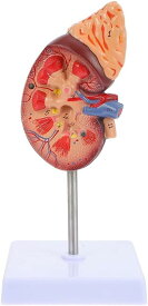 腎臓モデル マネキン 腎臓解剖モデル 解剖学臓器モデル 人間の臓器モデル 解剖学的モデル 生物学デモンストレーション