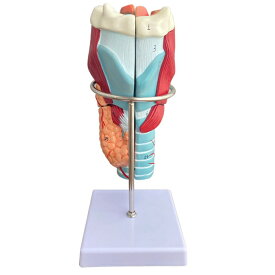 ヒト咽頭および喉頭モデル研究教材 医学教育用モデル 解剖学教材 分解可能モデル 学習用ディスプレイ