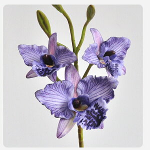 y2ZbgzԂ̗̉ԑ EFfBOe[ufR[V Cxg̃X^COɍœKȃtFCNt[AWg