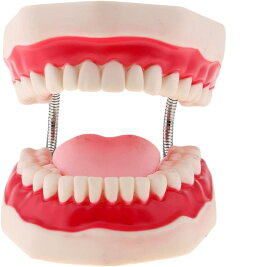 歯列模型 口腔歯科モデル 6倍率 舌科用 教具 PVC素材 教師 教室 教授ツール 説明教学