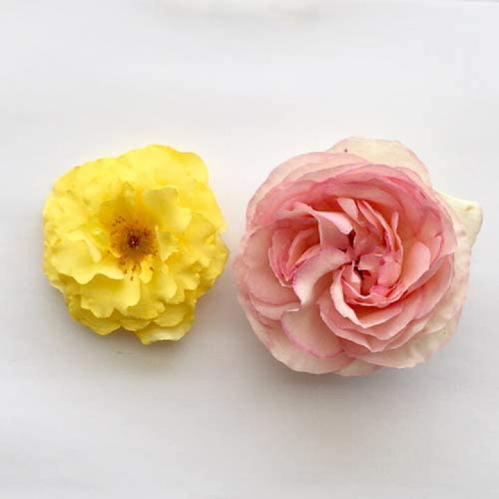 楽天市場 送料無料 シリカゲル ドライフラワー用 1kg 乾燥剤 くり返し使える 細粒シリカゲル ハンドメイド 材料 業務用 大容量 Ijinjin 500g 2袋 計1kg Df500g 2袋 ラクガイ 楽天市場店 楽天市場 送料無料 シリカゲル ドライフラワー用 1kg 乾燥剤 くり返し使える 細粒シリカゲル ハンドメイド 材料 業務用 大容量 Ijinjin 500g 2袋 計1kg Df500g 2袋 ラクガイ 楽天市場店