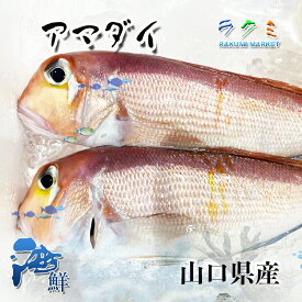 アマダイ 山口県産 1尾 約400~500g 鯛 たい 干物 煮付け 塩焼 白身 大変美味