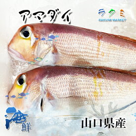 アマダイ 山口県産 5kg(1尾 約400~500g )鯛 たい 干物 煮付け 塩焼 白身 大変美味
