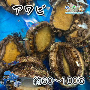 天然 活アワビ 国産 3kg 1個 約60〜100g 刺身 中華風 天ぷら 炊き込みご飯