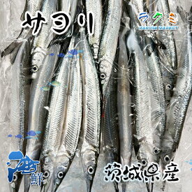 茨城県産 サヨリ 約1kg（1尾 60~80g） 細魚 針魚 さより刺身 塩焼き 天ぷら