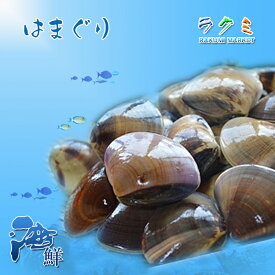 業務用 活 地はまぐり 小又は中 約10kg 蛤 ハマグリ 地ハマグリ はまぐり 国産 貝