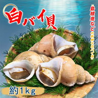活 バイ貝 約1kg 殻付き 国産 貝 バター焼き 煮付け 酒蒸し 刺身 ばい貝