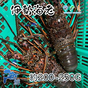 f ɐCV 2kg 1C 200`250g ɐGr  VՂ SkĂ hg 