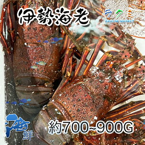 f ɐCV 1C 700`900g ɐGr  VՂ SkĂ hg 