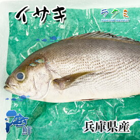 イサキ 3尾(1尾 約900〜1.1kg) いさき 刺身 焼き物 唐揚げ 真子煮つけ 長崎県 兵庫県