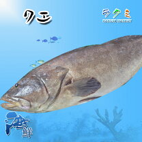 楽天市場】クエ 1匹の通販