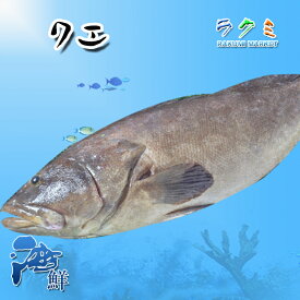 クエ アラ 約9〜10kg くえ 幻の魚 超高級魚 刺身 鍋 塩焼き くえ鍋 海鮮鍋 鍋セット 贈答 お歳暮 敬老の日 ギフト お中元 父の日 高級魚 プレゼント 内祝い