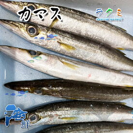 カマス かます 1kg 約3〜5尾 海水魚 塩焼き 酒塩焼き 干物　揚げる 煮る 焼き霜造り 酢締め オリーブオイル焼き ムニエル 贈り物 お祝い