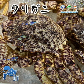 旬は春〜初夏 クリガニ 栗ガニ 1kg(1尾200〜300g) 北海道 蒸す 煮る（塩ゆで、鍋） 焼く 汁（みそ汁）