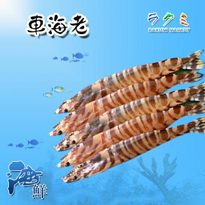 活〆 生クルマエビ 1kg 約40〜60尾入 くるまえび 車海老　揚げる(天ぷら、フライ) ゆでる 焼く 生食 刺身