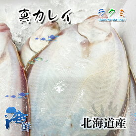 北海道産 真カレイ 3kg (約12~15尾入) かれい 白身 鰈 塩焼き 素焼 煮つけ 唐揚げ 定番料理