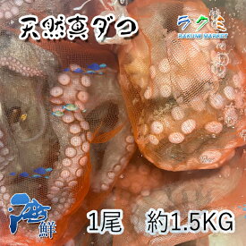 活 天然 真 ダコ 1尾 約1.5〜2kg 三重 愛知 千葉県産 たこ 蛸