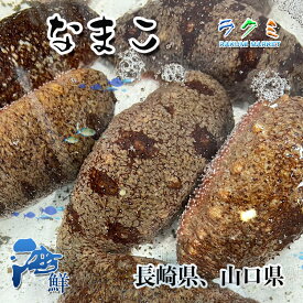 なまこ 1kg ナマコ 長崎県産 刺身 酢のもの 煮る 高級食材
