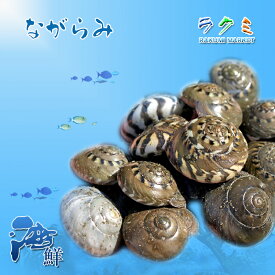 業務用 稀少 天然 千葉県 九十九里産 貝 生ながらみ 5kg お祝い バーベキュー 巻貝