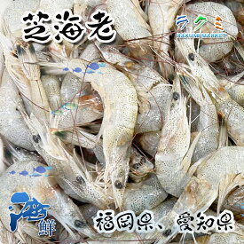 芝海老 しばえび 5kg 天ぷら 唐揚げ 塩ゆで しょうゆ煮 アヒージョ かぶら蒸し 塩焼き 炊き込みご飯