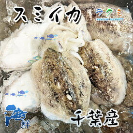 千葉産 すみイカ 1kg スミイカ 中華炒 天ぷら 塩焼き 野菜との煮もの