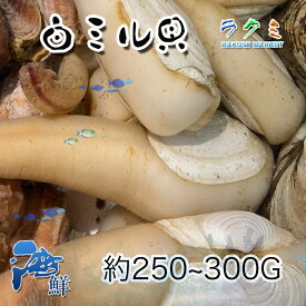 業務用 活白ミル貝 国産 約5kg 1個約250〜300g 中華炒め 天ぷら 内臓と足の煮つけ 干もの
