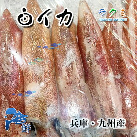 白イカ 3kg しろいか 1尾 約300~400g 兵庫・九州産 シロイカ 稀少 剣先イカ