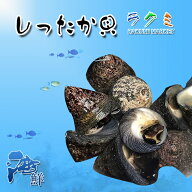 活 しったか貝 シッタカ 尻高 国内産 贈り物 お祝い 煮る 塩ゆで 煮つけ 焼くつぼ焼き