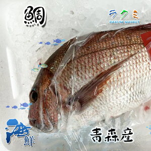 真鯛 1尾 約800~1kg タイ たい タンパク質が多く クレアチンが豊富 刺身 塩焼き 唐揚げ 酒蒸し