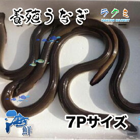 活 うなぎ ウナギ 国産 愛知または静岡産 1kg 1尾 約142g 7Pサイズ 鰻 うなぎ 約2～3人前