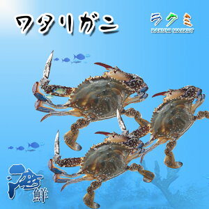 ^Kj 3kg i1300~400g ) 킽肪 nI ŃKj ĂKj Kj `i݂`j ݂