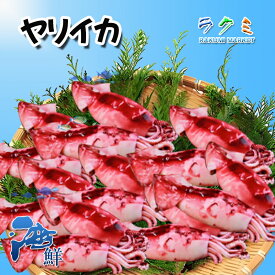 子持ちボイルヤリイカ 500g ぼいるやりいか 炒め 煮物 酢味噌和え サラダ 醤油和え 甘辛煮 やりいか