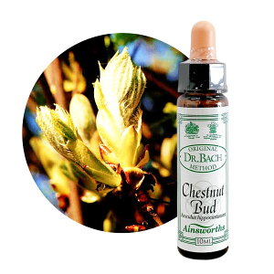 �`�F�X�g�i�b�g�o�b�h�@Chestnut Bud 10ml �y�p��������p�B�z�G�C���Y���[�X �o�b�`�t�����[�G�b�Z���X�y���K�A���i�z�y���[���֑I���ő��������z�����������Ȃ��A������������