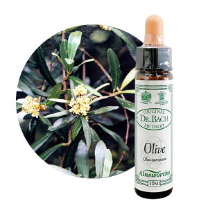 �I���[�u�@Olive10ml �y�p��������p�B�z�G�C���Y���[�X �o�b�`�t�����[�G�b�Z���X�y���K�A���i�y���[���֑I���ő��������z���͂��N���Ă���