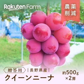 【予約】長野県須坂市産クイーンニーナ(贈答用/約500g×2房) ★9月下旬〜11月上旬頃お届け予定★ 濃厚な甘みと豊かな香り！種なし大粒の赤系品種 こやま農園　楽天ファームこだわり農家直送
