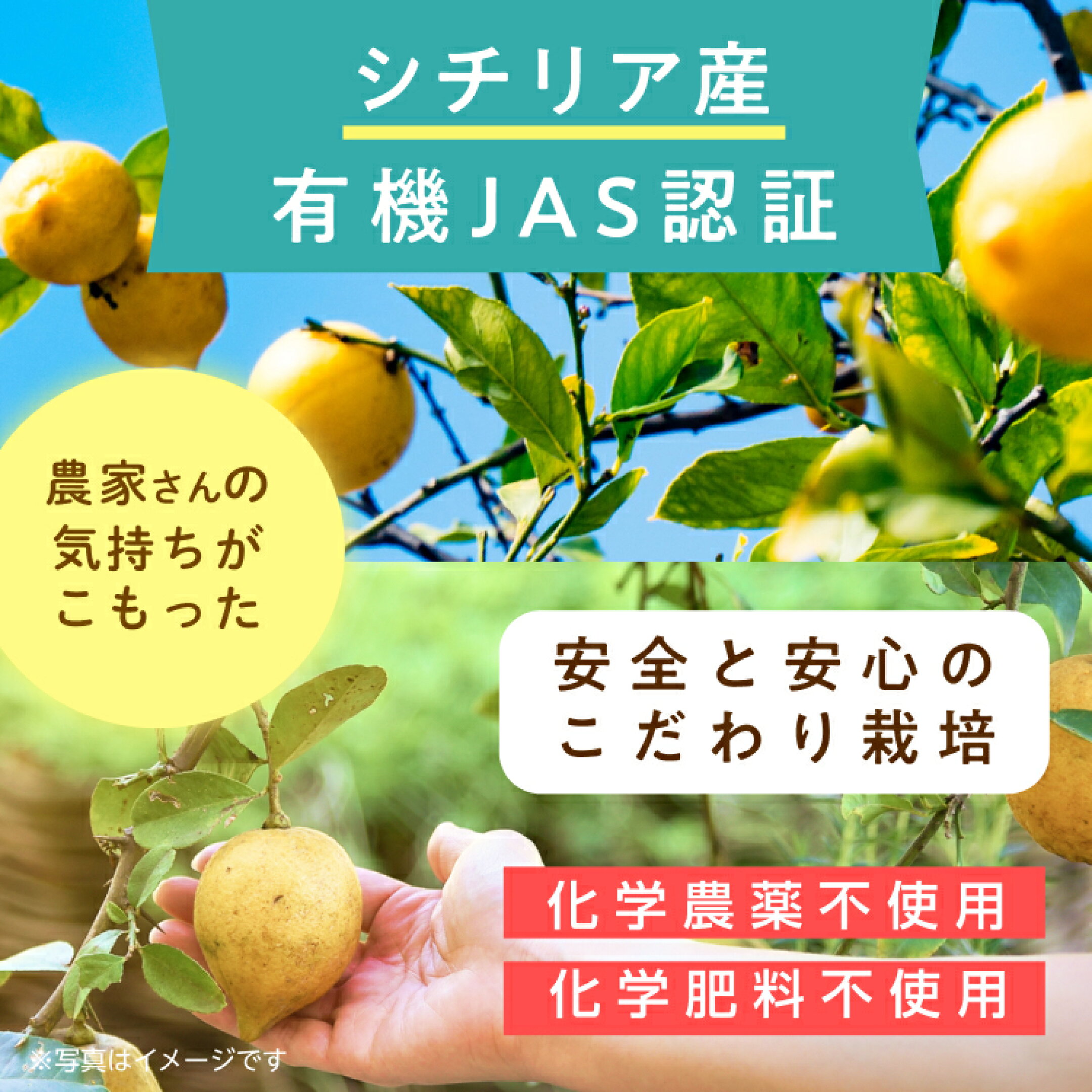 有機JAS認証取得のレモンの名産地、シチリア産レモン。安全安心のこだわり栽培。