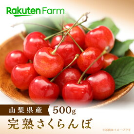 【発送中｜受付は7/12まで】山梨県産完熟さくらんぼ 500gバラ詰め｜6月中旬～7月中旬頃発送予定｜佐藤錦または紅秀峰・サイズが選べるL～4L｜岩原果樹園　楽天ファームこだわり農家直送