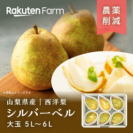 【予約】山梨県産西洋梨”シルバーベル” 約2kgまたは3kgから選べる｜大玉5L〜6Lサイズ ｜11月中旬〜12月下旬頃お届け予定｜岩原果樹園　楽天ファームこだわり農家直送