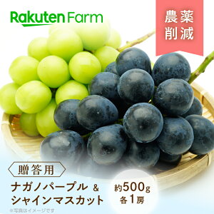 【発送中】長野県須坂市産シャインマスカット&ナガノパープル(贈答用/約500g×各1房) |9月中旬〜11月上旬頃お届け予定|人気の高級ぶどう2種食べ比べセット|こやま農園 楽天ファームこ