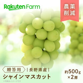 【予約】長野県須坂市産シャインマスカット(贈答用/約500g×2房) ★9月中旬〜12月下旬頃お届け予定★ マスカットの女王と呼ばれる甘いぶどう こやま農園　楽天ファームこだわり農家直送