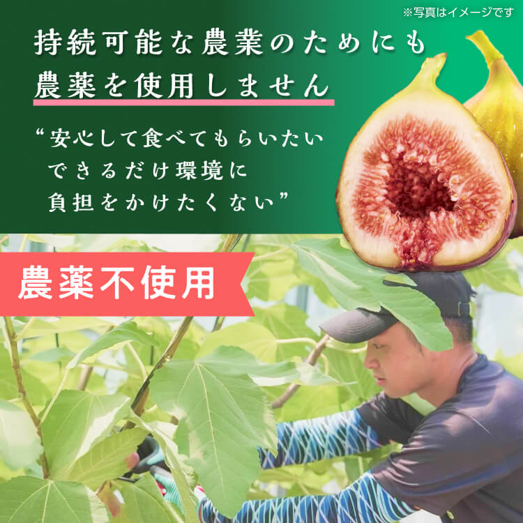 割り引き 香川県産 未熟イチジク 加工用 農薬不使用
