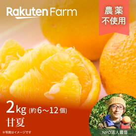 【ご注文順に発送中！】農薬不使用 愛媛県産甘夏2kg ★3月～4月頃お届け予定★スッキリとした甘さとほろ苦さ楽天ファームこだわり農家直送　 NPO法人農音