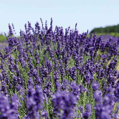 楽天市場 ニールズヤード グッドナイト ピローミストギフト ギフト箱入り 45ml ニールズヤード Neal S Yard 楽天24