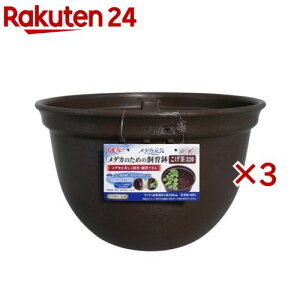 _JC _Ĵ߂̎甫 320(3Zbg)y_JCz