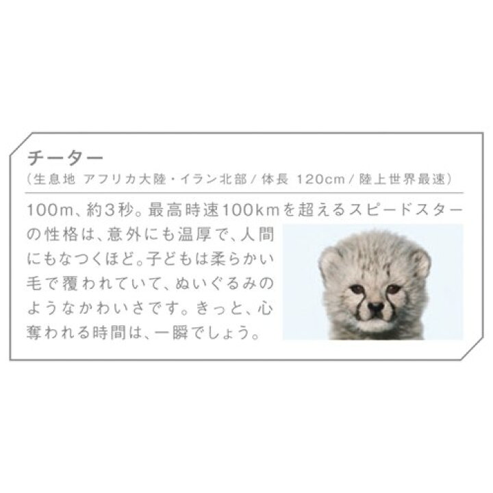 楽天市場 企画品 ネピア 鼻セレブ ティシュ ネコ科動物パッケージ 400枚 0組 3個入 ネピア Nepia 楽天24