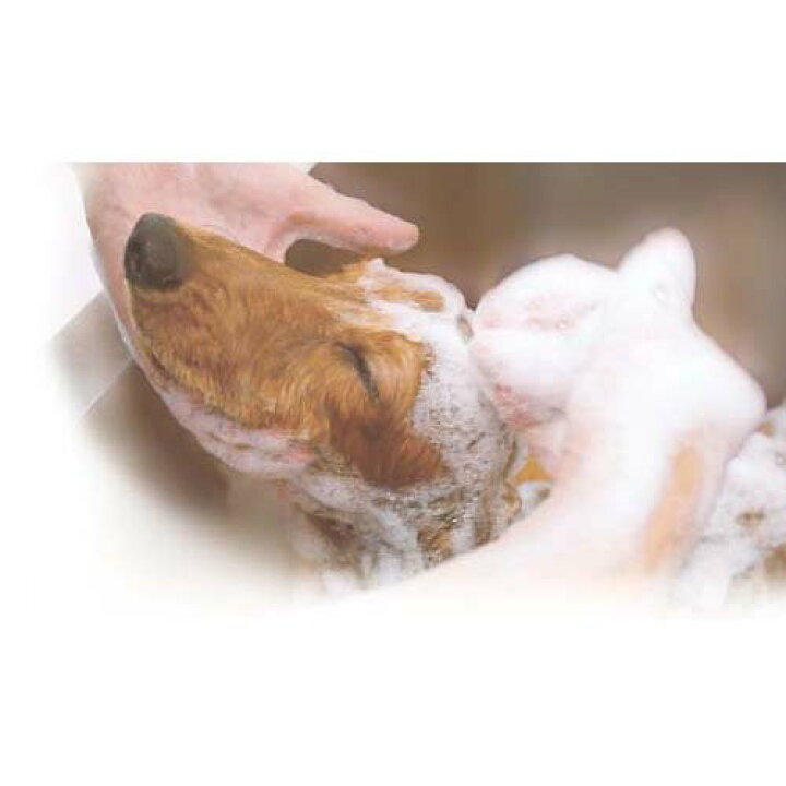 楽天市場 ペットキレイ 皮フを守る 泡リンスインシャンプー 犬用 230ml ペットキレイ 楽天24