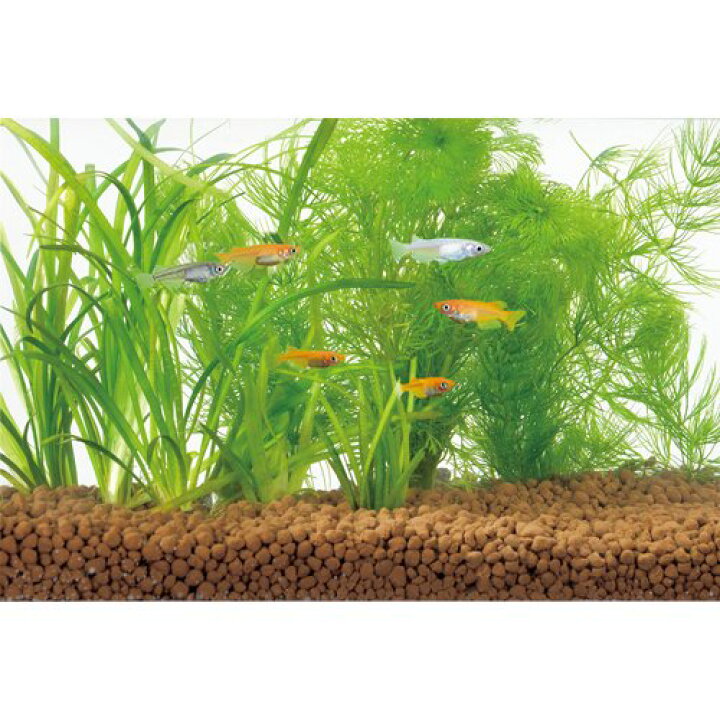 楽天市場 メダカ水景 ろ過する赤玉土 小粒 2 5l メダカ元気 楽天24